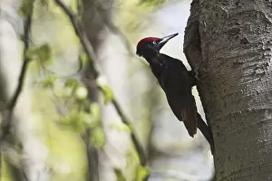 Black woodpecker (Dryocopus martius)