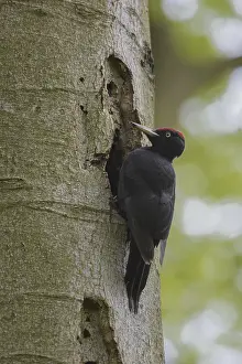 Black woodpecker (Dryocopus martius)