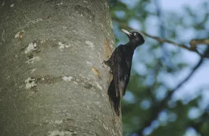 Black Woodpecker (Dryocopus martius)