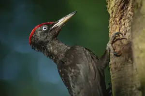 Black Woodpecker (Dryocopus martius) bringing ant larvae to feed her chicks in the nest