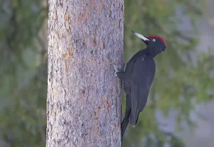 Black woodpecker (Dryocopus martius) on tree trunk