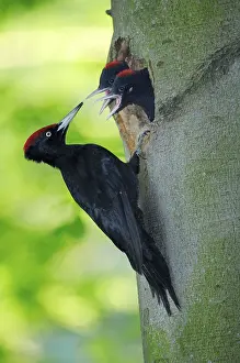 Black woodpecker (Dryocopus martius) and young birds at nest hole