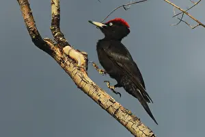Black woodpecker Dryokopus martius