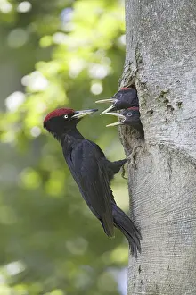 A black woodpecker feeds its young at the brood cave