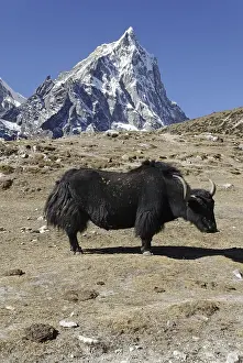 Black yak with Arakamtse (6423)