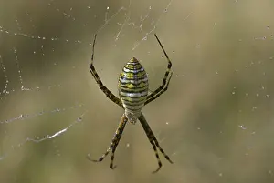 Black and Yellow Garden Spider (Argiope aurantia)