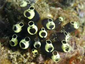 Category Wildlife DE Prints: Black-yellow tubular robust sea squirt