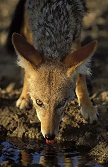 Blackbacked Jackal (Canis mesomelas)