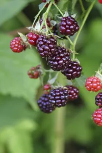 Blackberries (Rubus fruticosus)