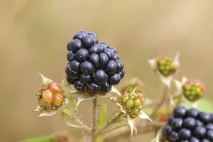 Blackberries (Rubus sectio Rubus)