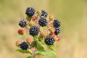Blackberries (Rubus sectio Rubus)