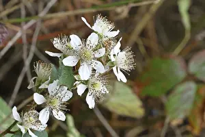 Blackberries (Rubus sectio Rubus)