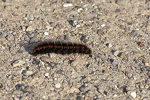 Blackberry moth caterpillar (Macrothylacia rubi) crawling over gravel path
