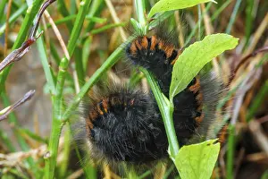 Blackberry moth (Macrothylacia rubi)