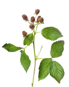 Blackberry (Rubus sect. Rubus) blackberry