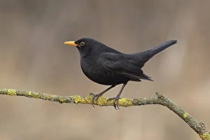 Blackbird, blackbird (Turdus merula), male sitting on tree branch, Siegerland, North Rhine-Westphalia, Germany, Europe