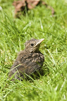 Blackbird, blackbirds (Turdus merula)