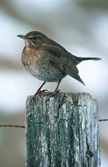 Blackbird, female, Hesse, Blackbird (Turdus merula)