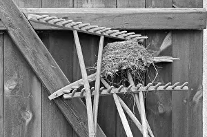 Blackbird nest on a hayrake at a stable door