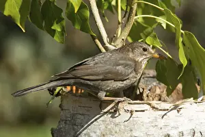 Blackbird (Turdus merula)