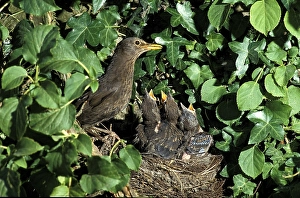 Blackbird (turdus merula), adult with chicks at nest