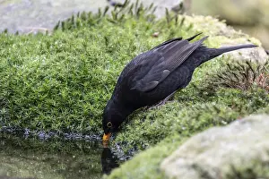 Blackbird (Turdus merula), Emsland
