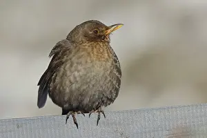 Blackbird (Turdus merula) female
