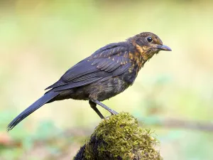 Blackbird (Turdus merula), female