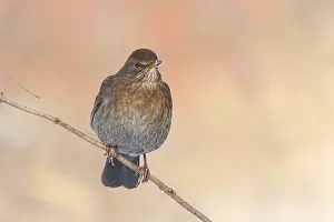 Blackbird (Turdus merula), female