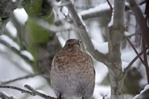 Blackbird (Turdus merula), female