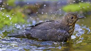 Blackbird (Turdus merula), female bathing