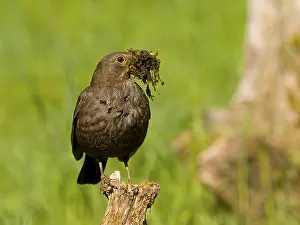 Blackbird (Turdus merula), female gathering nesting material
