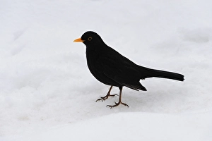 Blackbird (Turdus merula in) in the snow