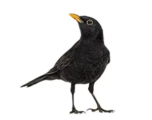 Blackbird Turdus merula, isolated on white