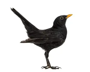 Blackbird Turdus merula, isolated on white