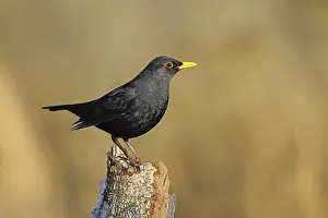 Blackbird (Turdus merula), male