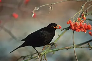 Blackbird (Turdus merula), male