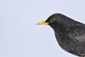 Blackbird (Turdus merula) male