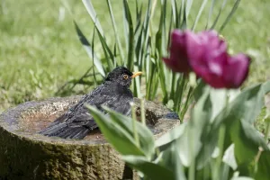Blackbird (Turdus merula), male