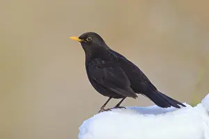 Blackbird (Turdus merula) male sitting on snow in winter