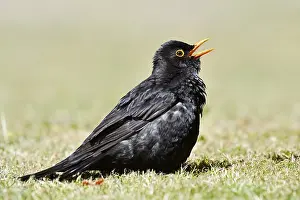 Blackbird (Turdus merula), male sunbathing