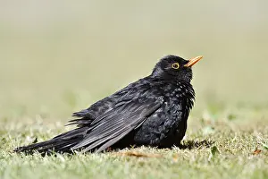 Blackbird (Turdus merula), male sunbathing