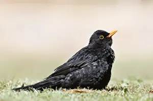 Blackbird (Turdus merula), male sunbathing