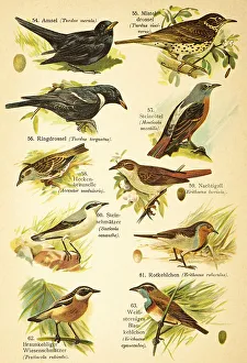Blackbird (Turdus merula), Mistle Thrush (Turdus viscivorus)
