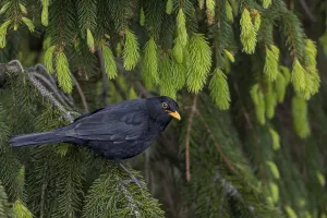 This blackbird (Turdus merula) regularly visits a small group of spruce trees
