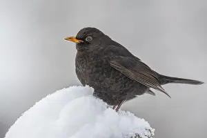 Blackbird (turdus merula) in the snow