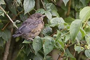 Blackbird (Turdus merula), Young Bird