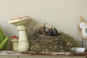 Blackbird (Turdus merula) Young birds begging for food in the nest on the balcony of a house