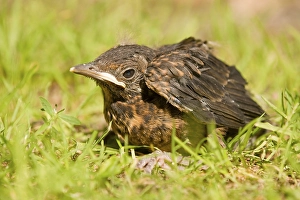 Blackbird (Turdus merula), young sitting in the grass