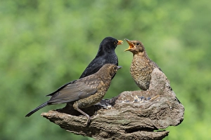 Blackbirds (Turdus merula), Males and young birds